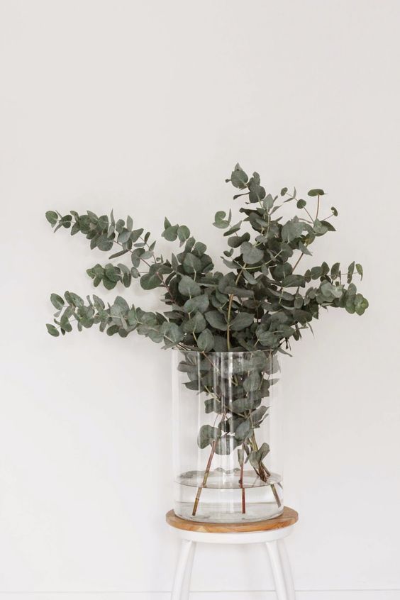 室内除甲醛最好的植被,室内植被存活率高的有哪些