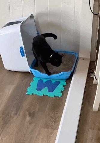 猫咪拉屎姿势好笑,猫咪拉屎搞笑表情