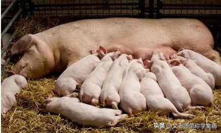 小猪顽固性拉稀,小猪顽固性拉稀怎么办