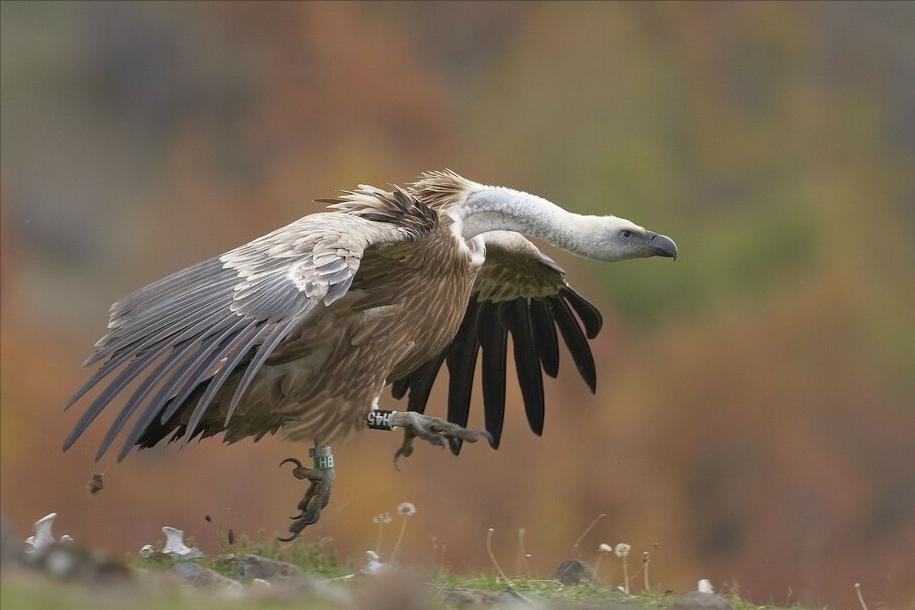 东江揽胜,惠州淡水常见鸟类图谱