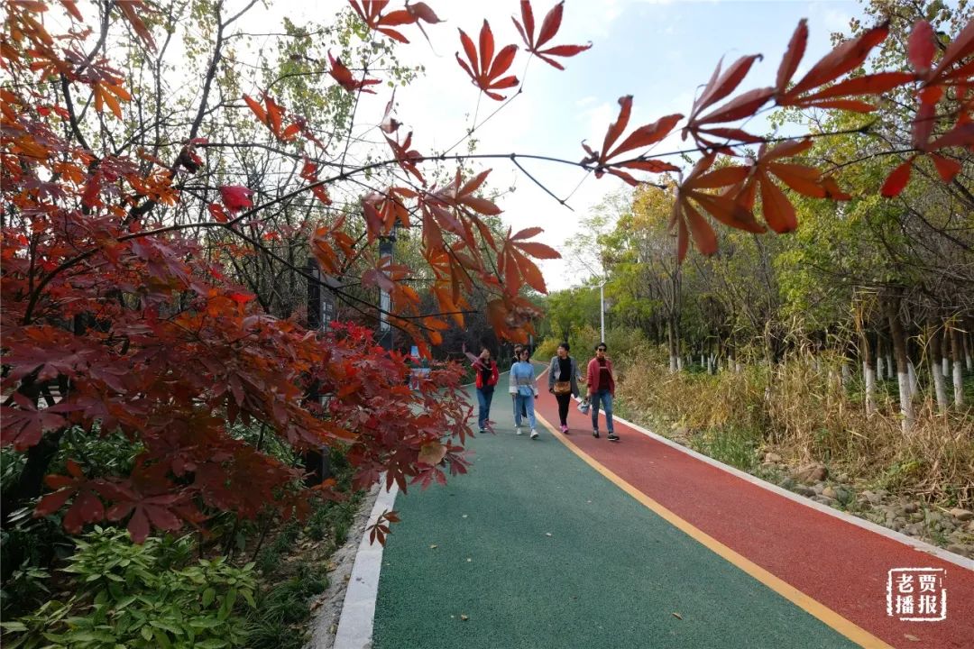 洛阳一大型网红公园免费开放,洛阳湿地公园网红打卡地