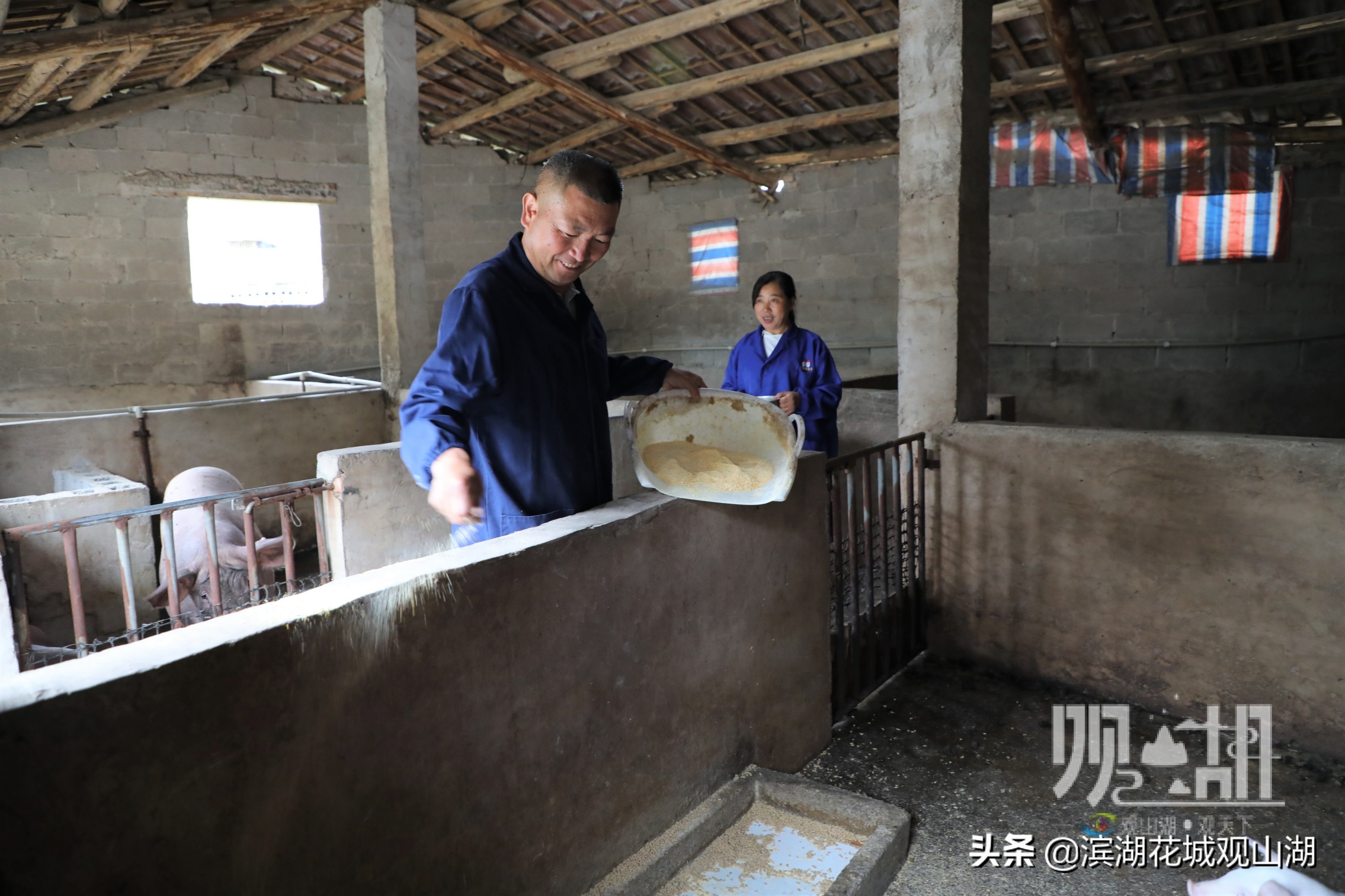乡土观山湖|陈朝林：回乡当猪倌书写酒糟养猪“致富经”
