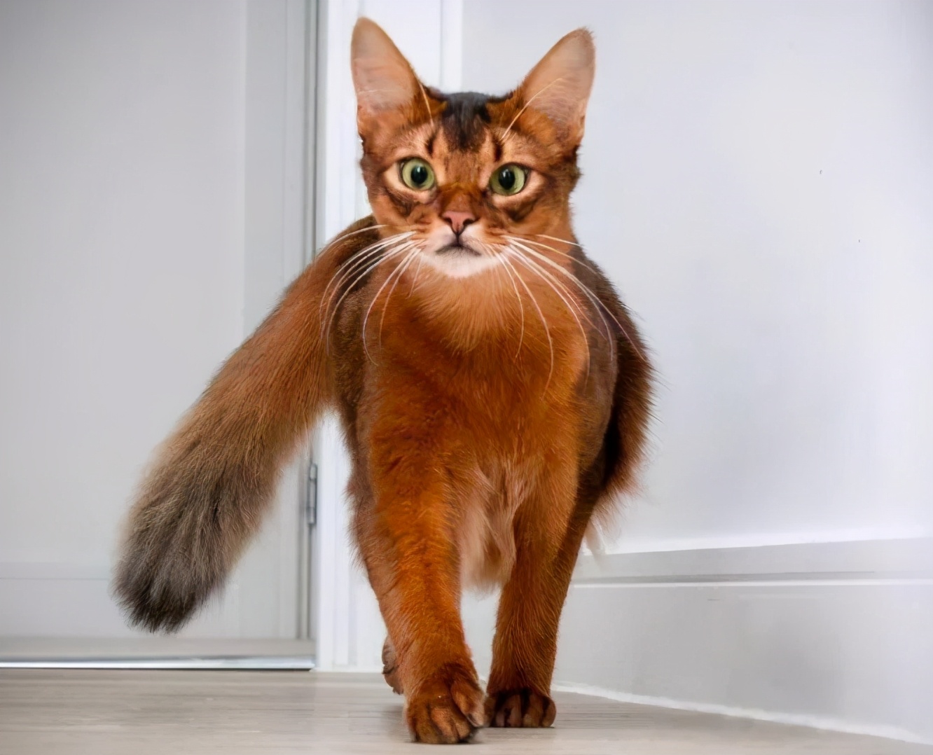 十种受欢迎的猫咪,6种最受欢迎的猫咪