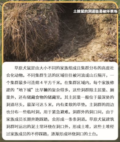 野生动物河狸建筑大师,土拨鼠草原上的建筑