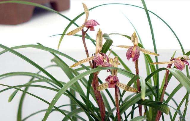 陈占超‖我和二爷的往事