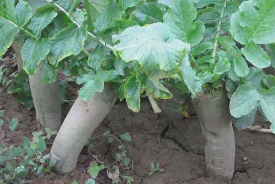 萝卜糠心的原因及防治方法,裂开的胡萝卜营养更好吗