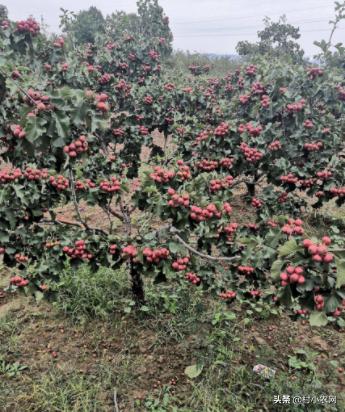 怎样种出高产花椒,农民种花椒技术视频