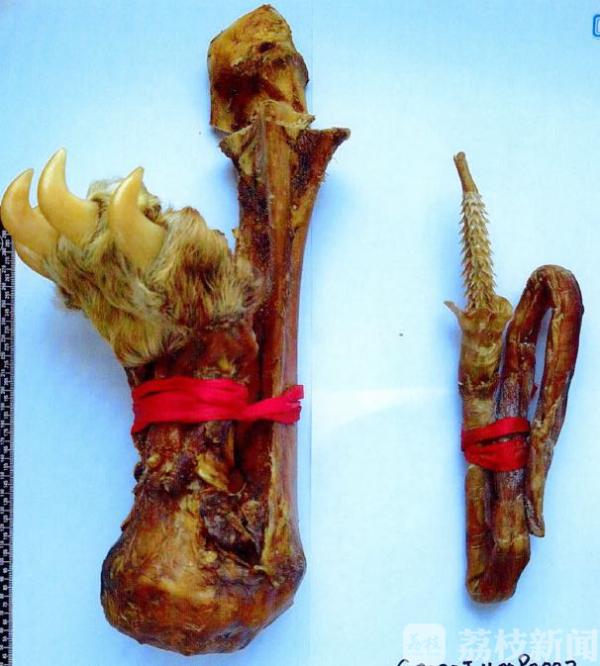 虎爪骗局,虎爪鹿茸是骗人的吗