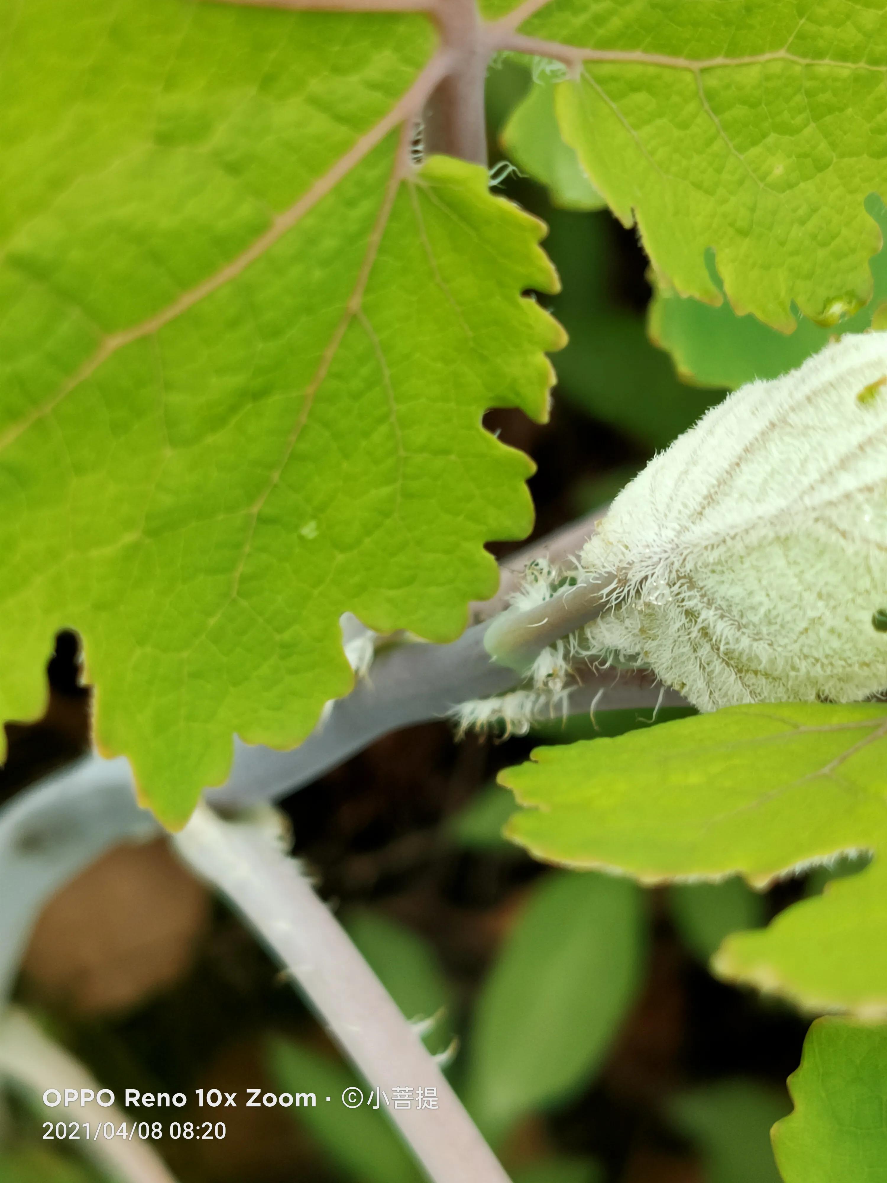 这种在草本里显得特别高大美丽的植物是罂栗的亲戚