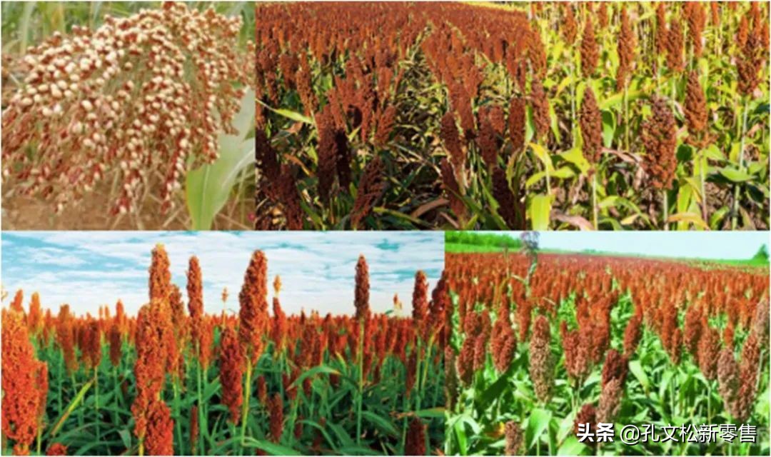 酒是高粱写的诗,关于泸州老窖酒的诗句