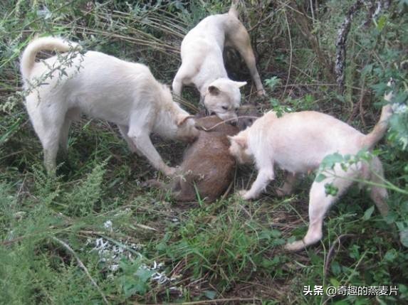 有种犬叫九獒,有种犬叫四眼什么