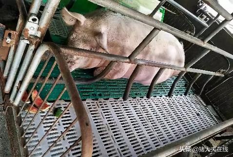 母猪产床优点和缺点,母猪产床有什么优势