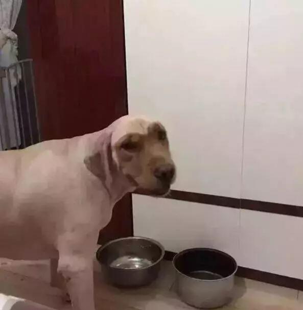 如何把金毛惹生气,把金毛惹急了会怎么样