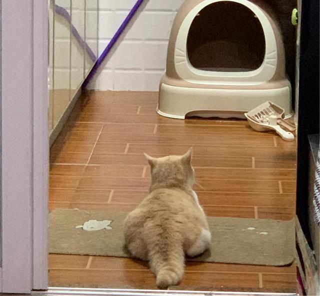 养稀有的英短是什么体验,英短乳白冷知识