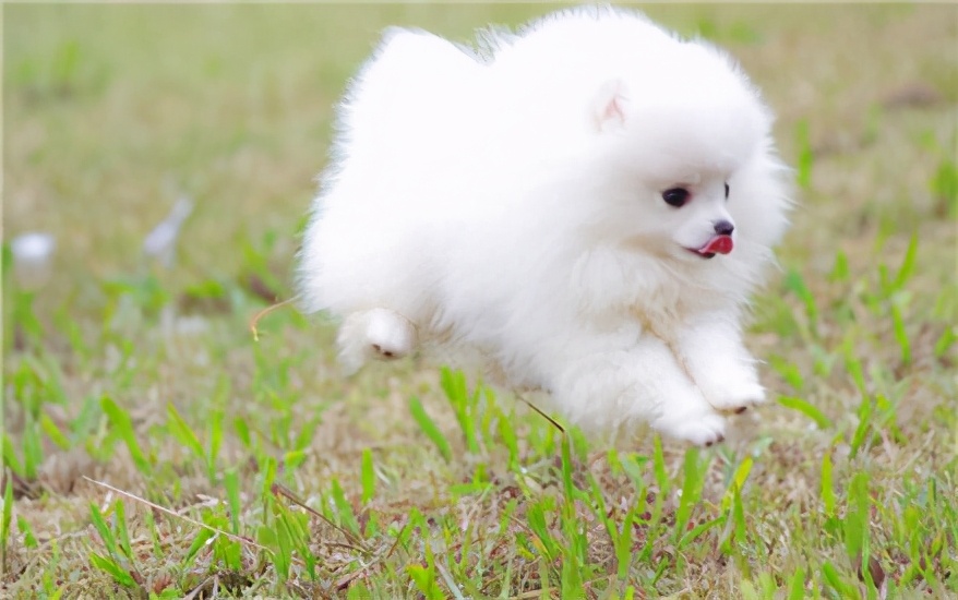 训练博美等待,训练博美