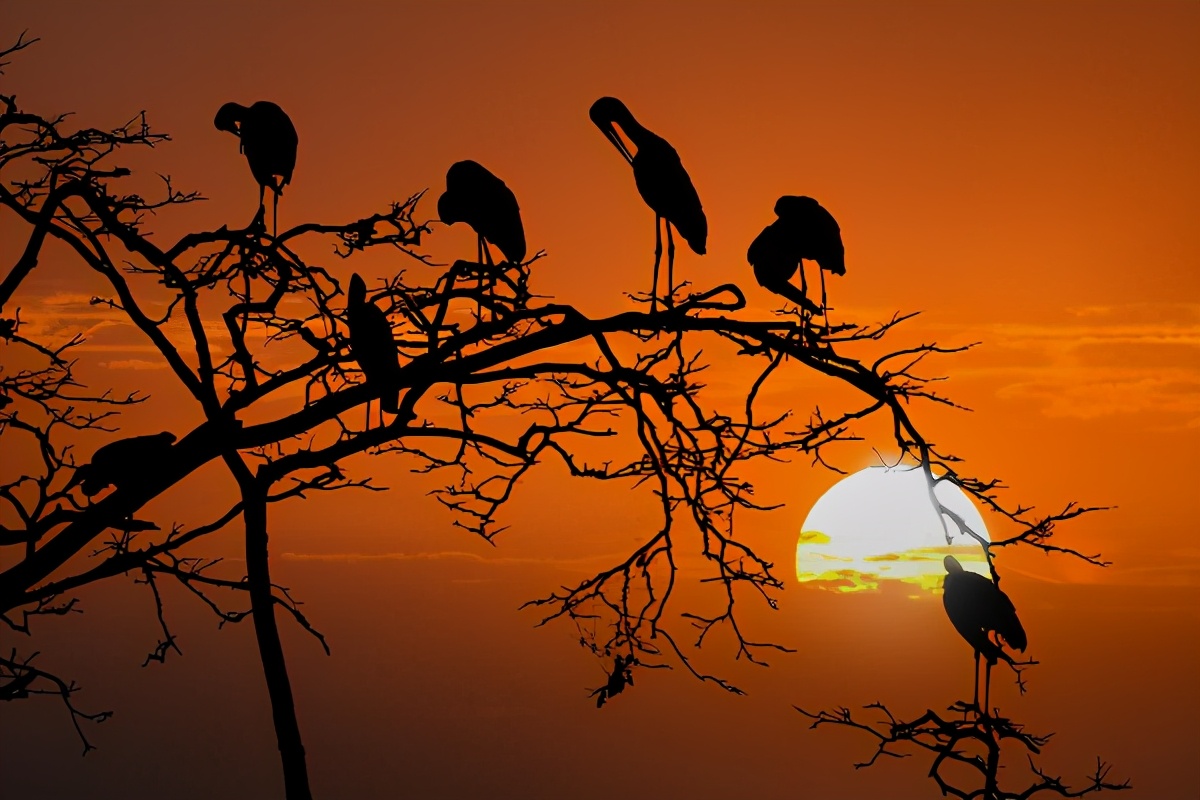 白朴的天净沙秋思和马致远的区别,白朴和马致远为什么都写了天净沙