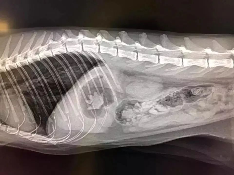 猫咪生吞维生素,猫咪生吞猫粮呕吐