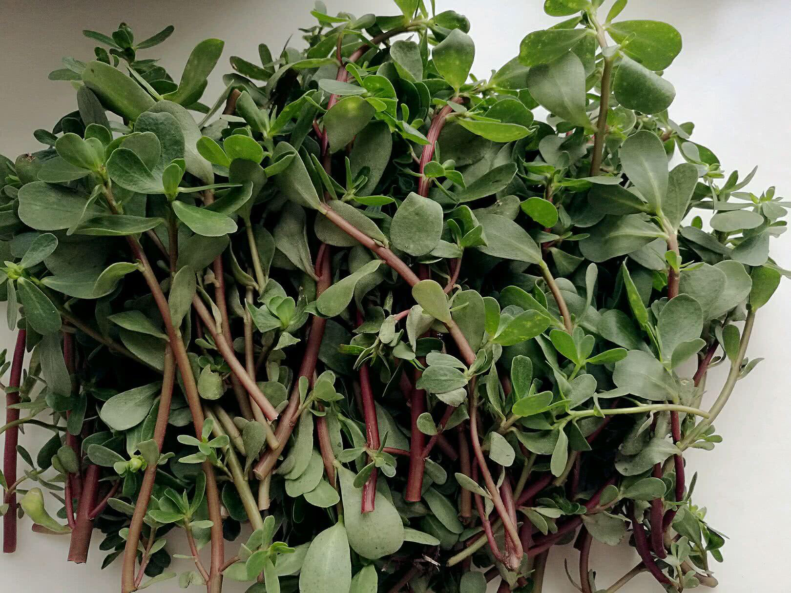 中药材马齿苋功效与作用,中药材马齿苋画法