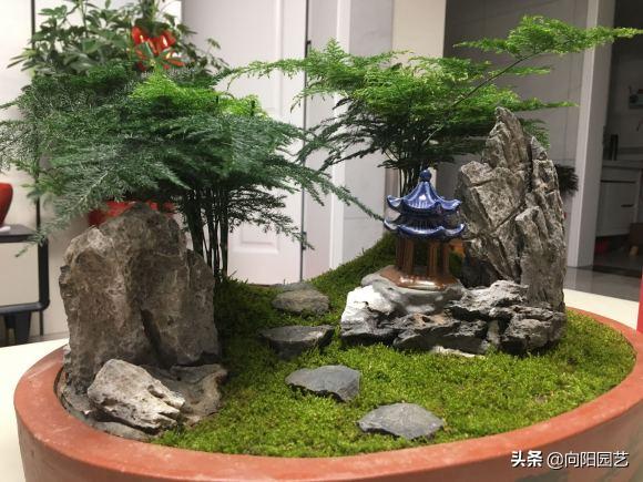 家庭养文竹能结种子吗,怎样把文竹养得粗壮又绿油油