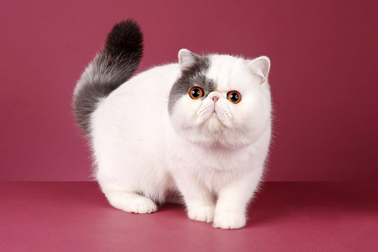 加菲猫如何才能养好它,加菲猫养猫指南