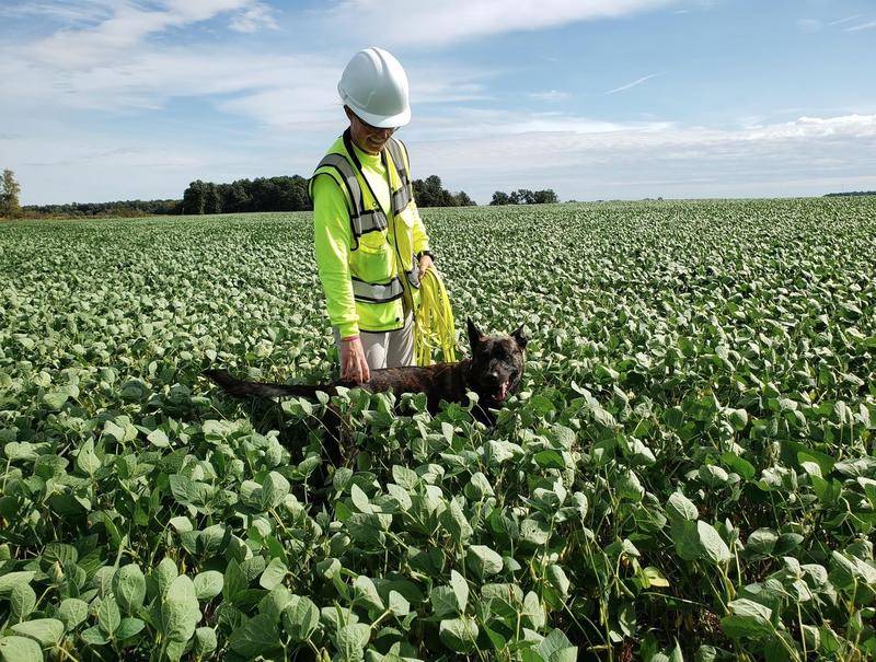 在美国，清洁能源行业正在为狗创造就业机会
