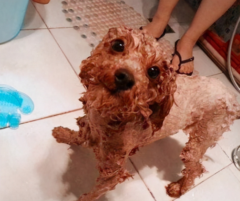 该怎么养好泰迪犬视频教程,养一只泰迪犬一个月花多少钱