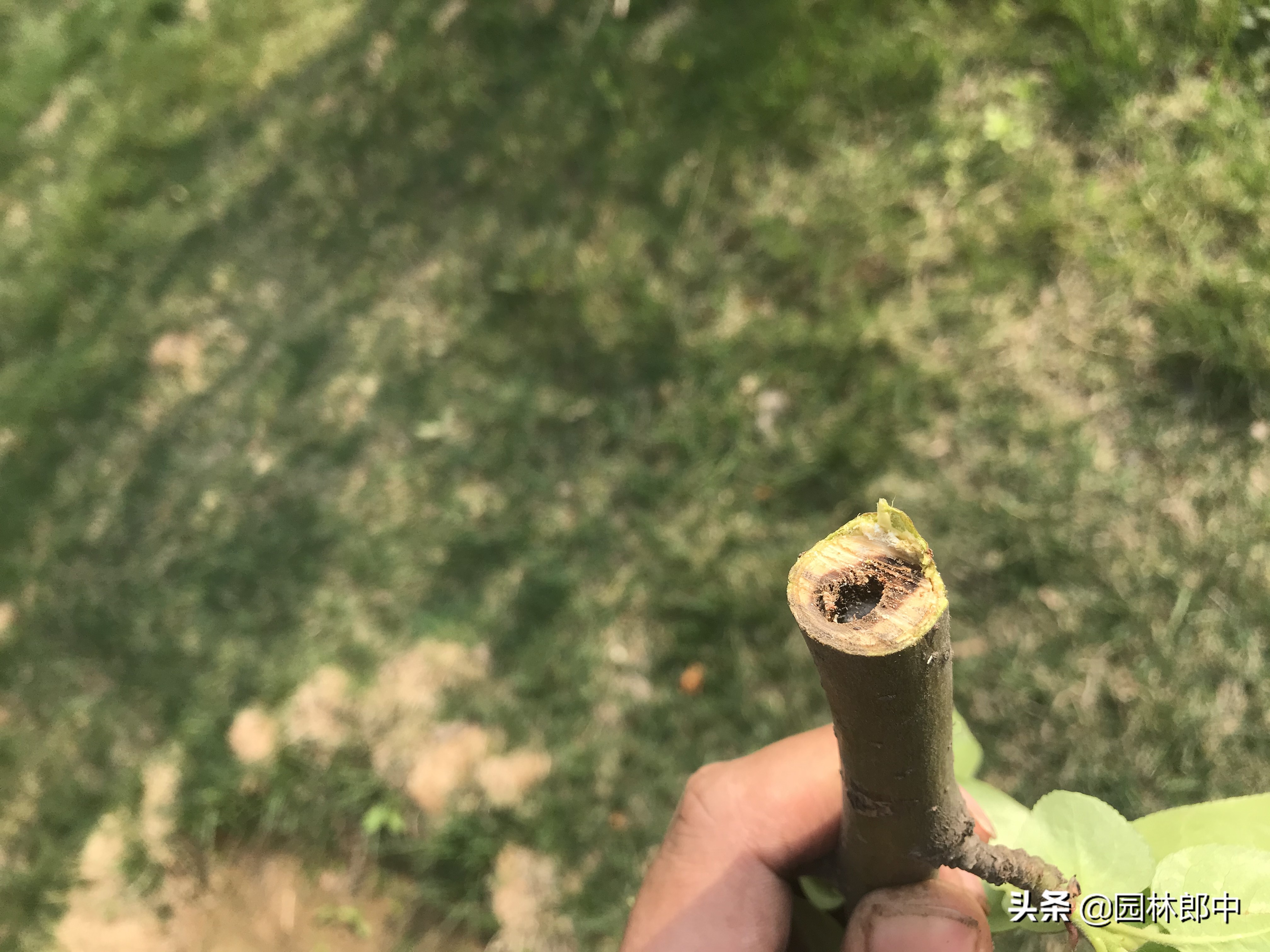 海棠树没花苞是怎么回事,海棠树最怕什么