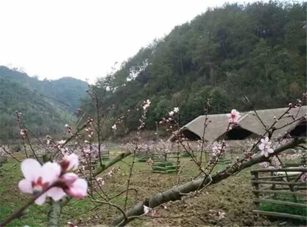 农村改造100个经典案例,乡村田园改造经典案例