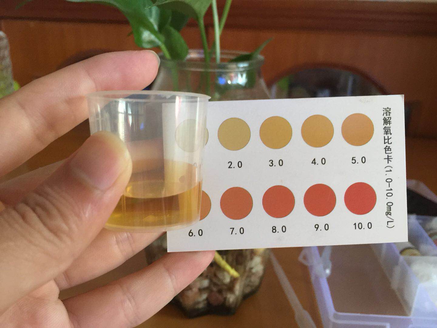 只要一点水就可以养活的植物,绿萝养斗鱼