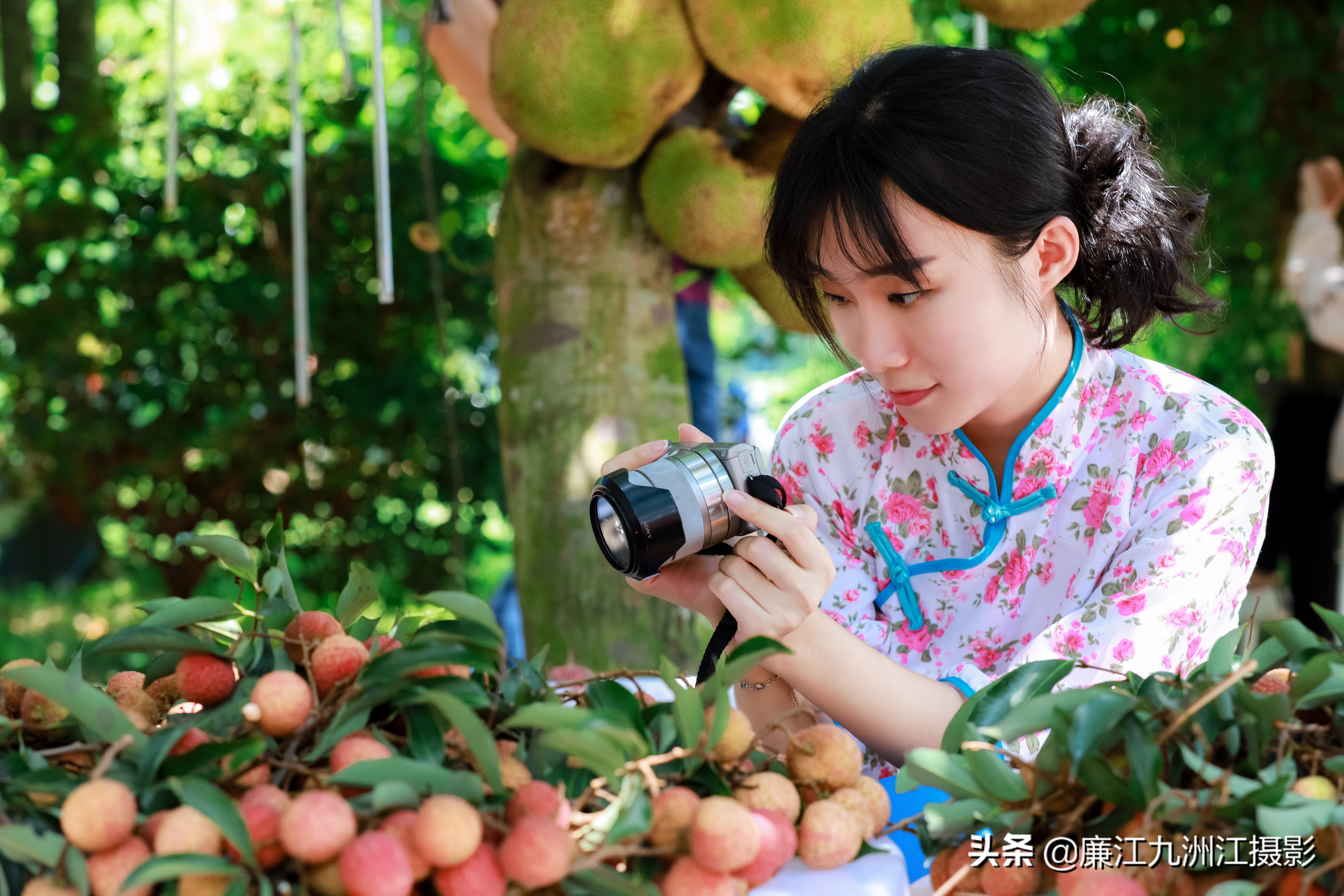 湛江市廉江荔枝节开幕式视频,廉江荔枝文化节