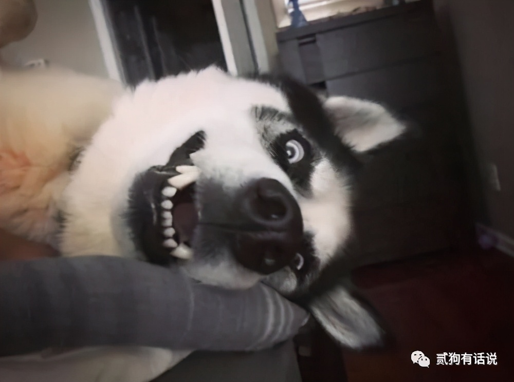 狗中奇葩哈士奇,狗界七大奇葩