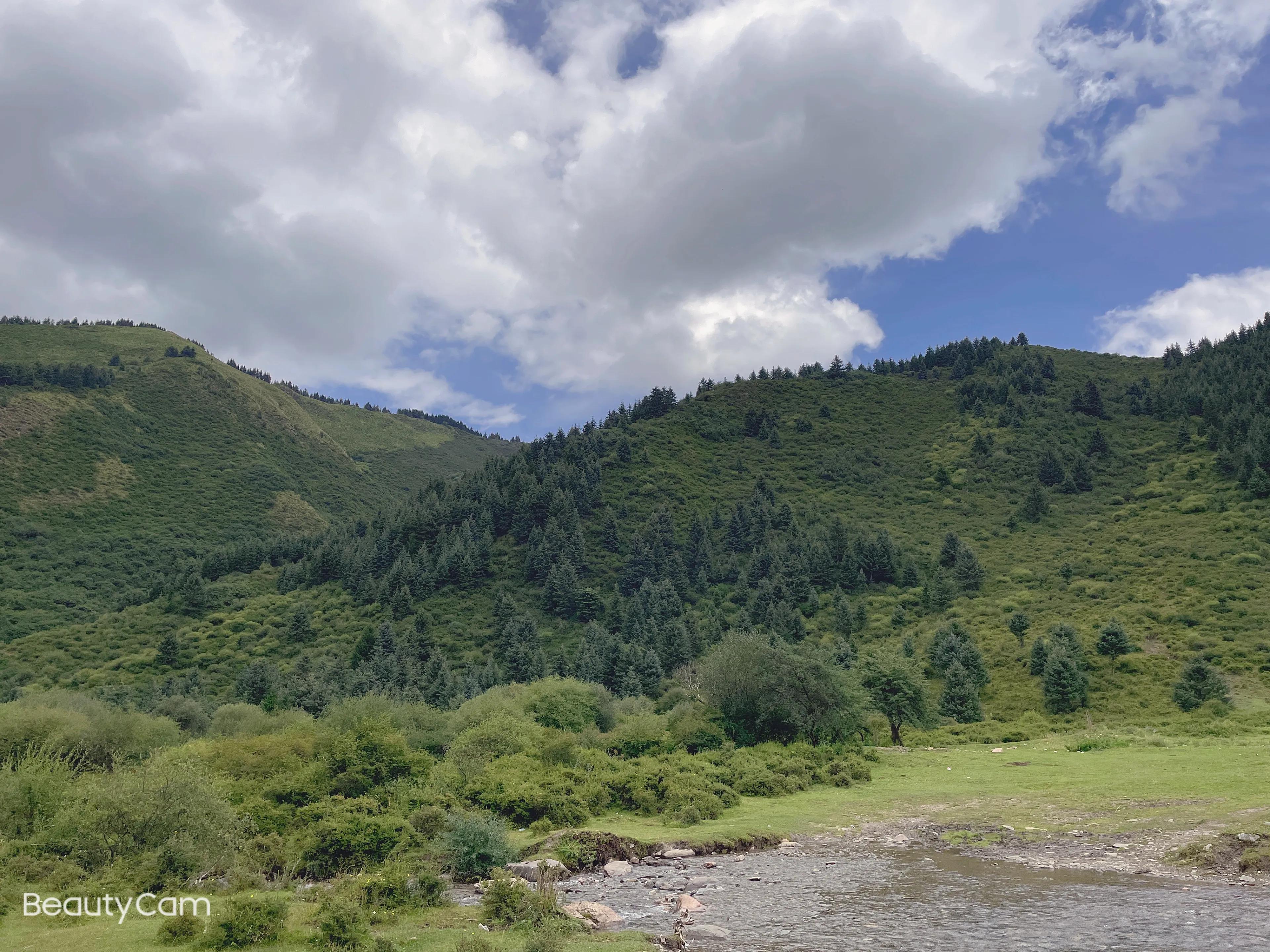 甘肃甘南夏河熊猫沟开的花叫什么,甘肃甘南夏河麦达乡熊猫沟