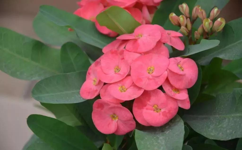 「识花儿」虎刺梅