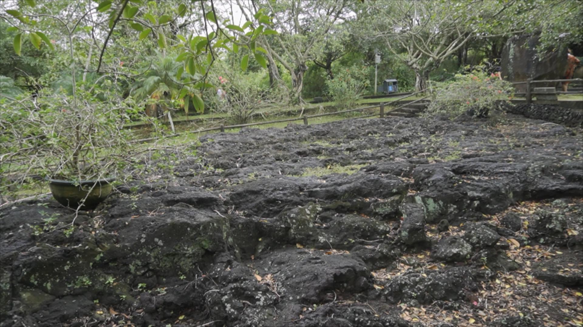 逐梦自贸海动椰城,逐梦海口嗨动椰城