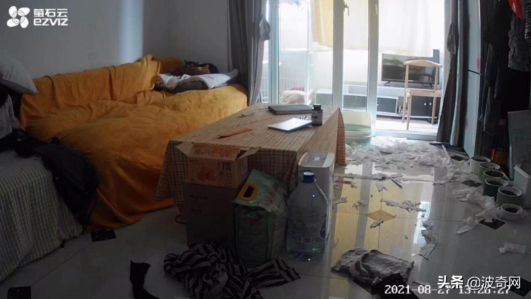 突然养猫了很焦虑,自从接了一只猫回家