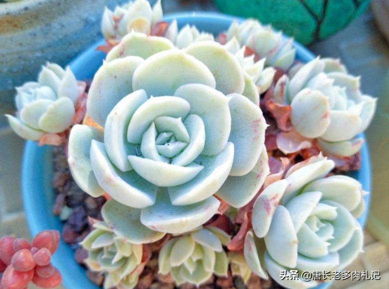 多肉蓝石莲和菲欧娜区别,多肉鲁氏石莲状态图