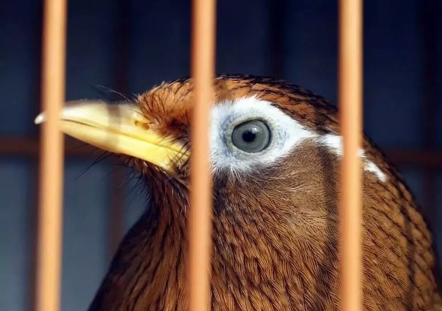 挑选生头画眉鸟,如何挑选画眉鸟饲料