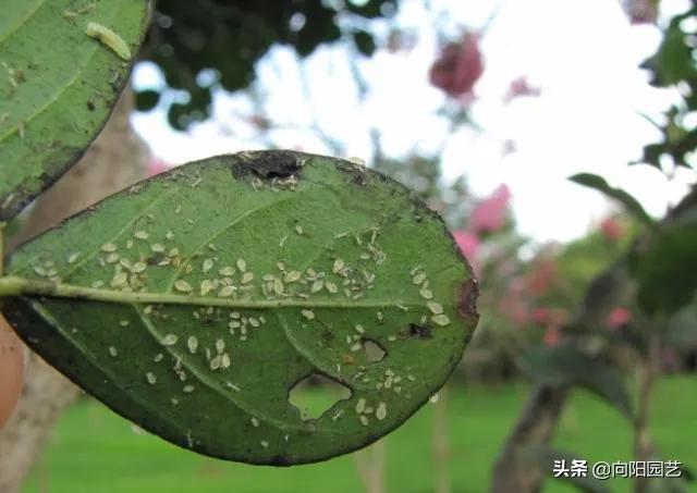 花盆底部的地虱虫怎么杀灭,花盆里有鼠妇虫怎么处理