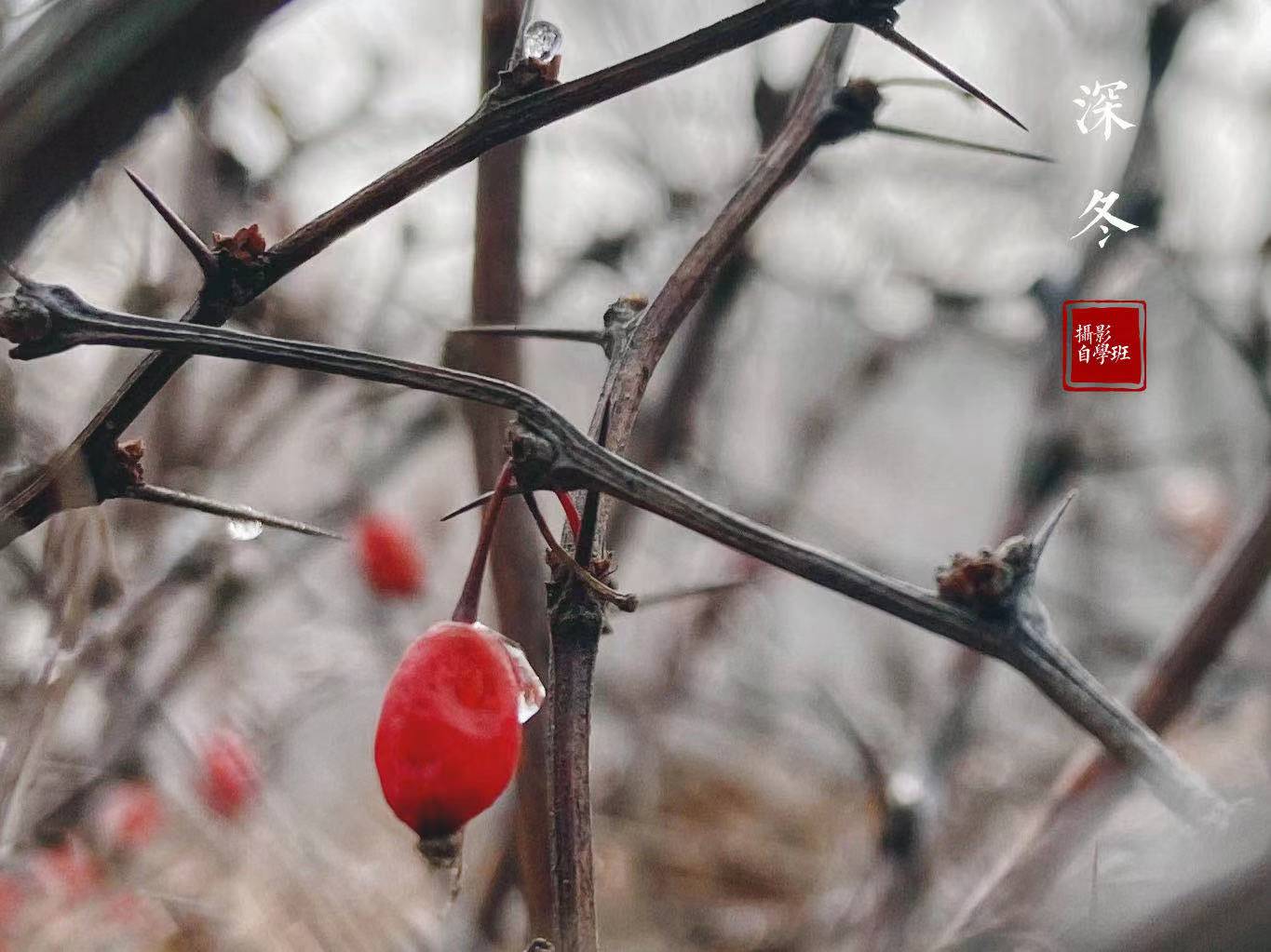 苹果手机拍照需要关注什么,一学就会的iphone手机摄影技巧