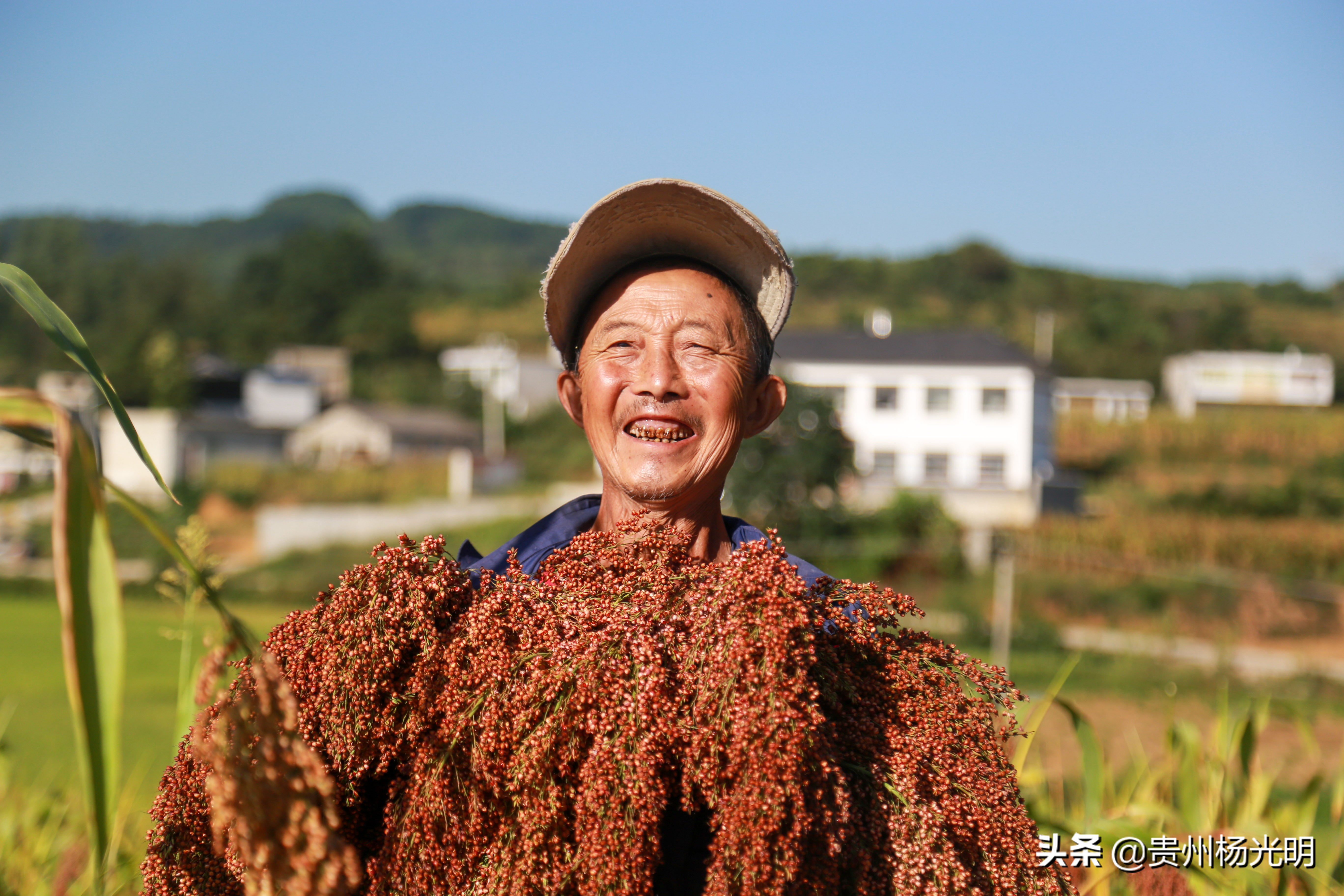 贵州毕节黔西县雨朵农场,江西萍乡葡萄喜丰收农民笑开颜