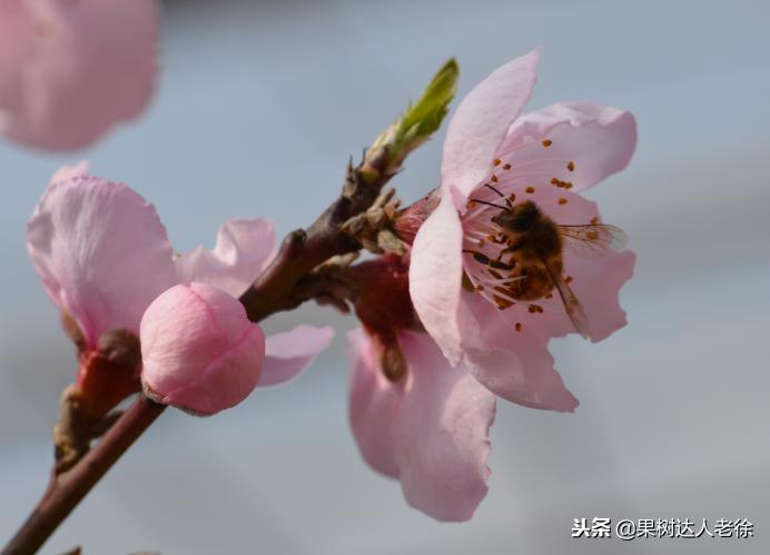 桃树开春管理视频,大棚桃花期用什么药