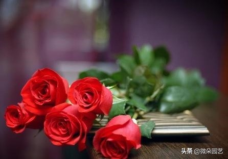 玫瑰花如何延长保鲜，让爱更永久