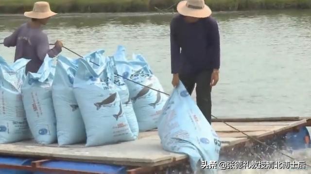 外媒曝光了挪威三文鱼养殖真相吗,挪威三文鱼养殖环境恶劣新闻