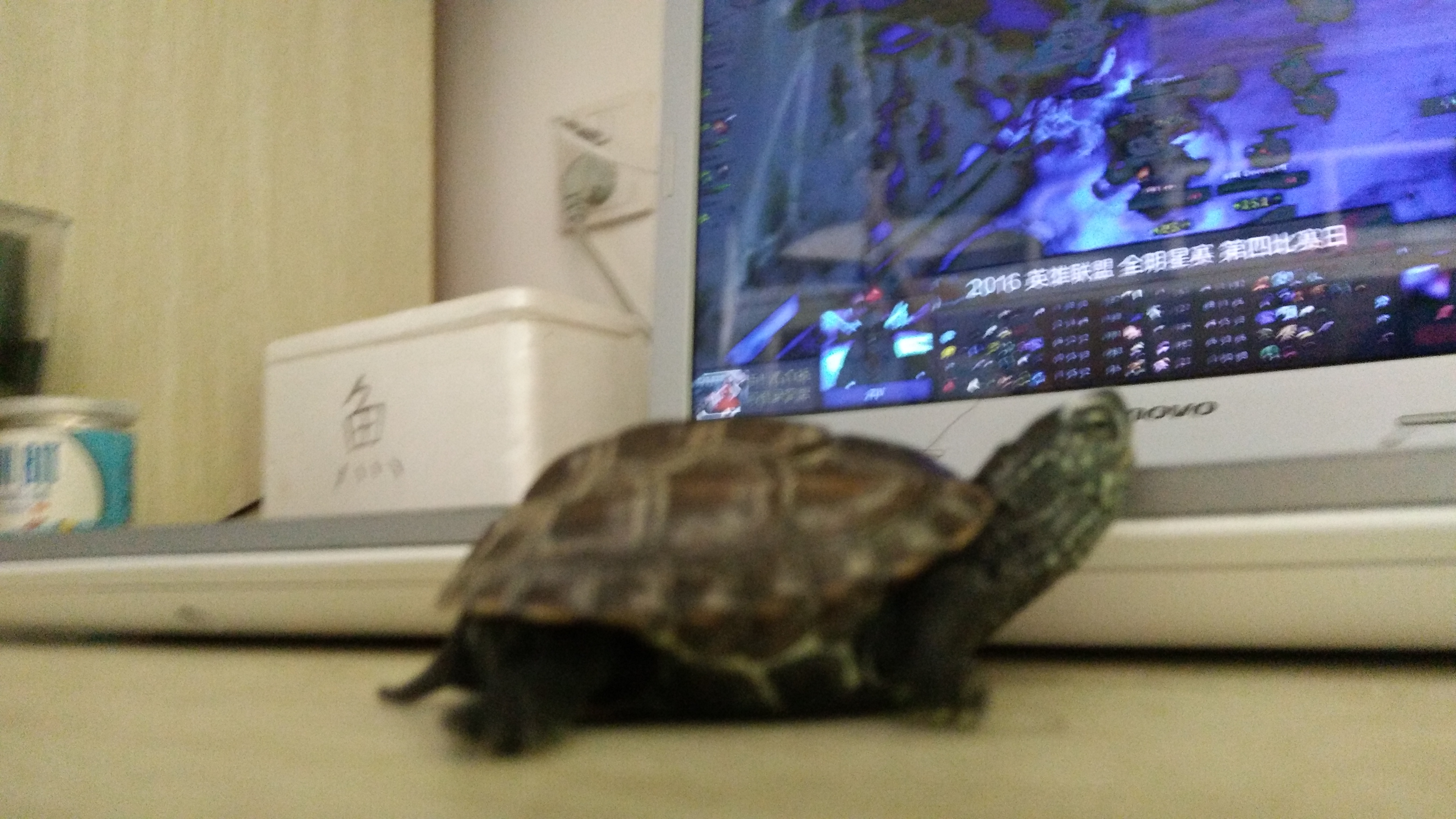 那些年我们一起养过的绿植,那些年我们一起养过的狗子