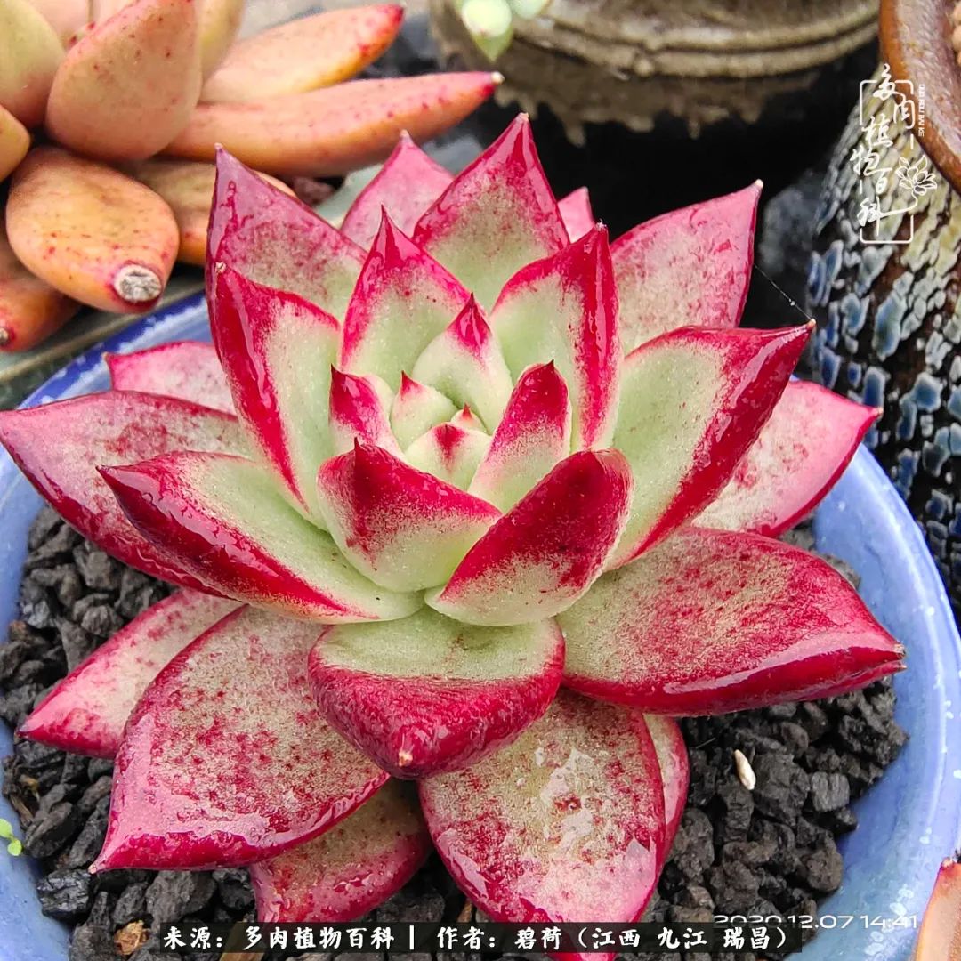 养了五年的多肉看到岁月的痕迹,经过一年春夏秋冬的轮回