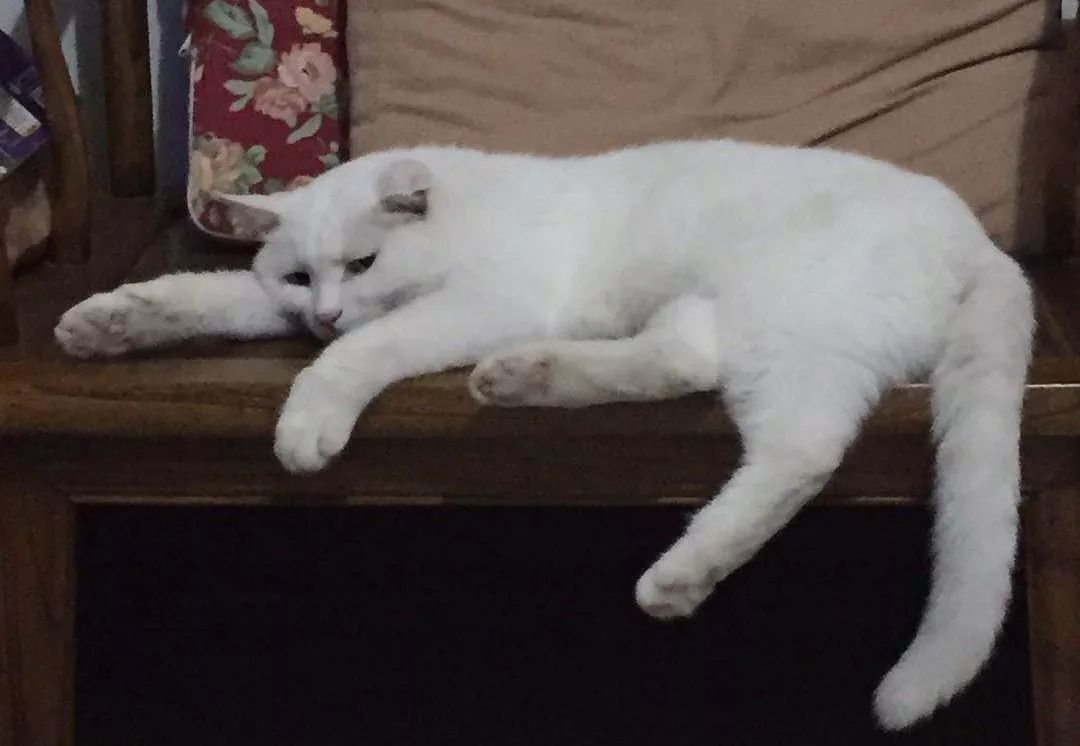 爸妈养宠物之后，就没你什么事了