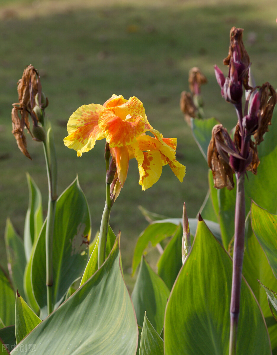认识的100种花,室内五种好看的花卉