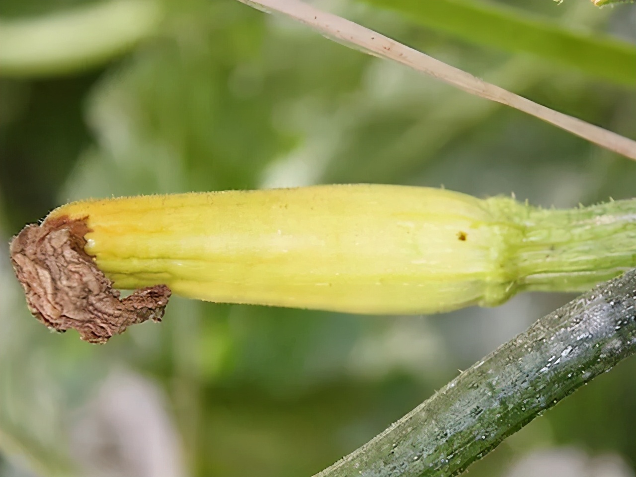 夏天大棚黄瓜防止化瓜方法,瓜类蔬菜怎么处理