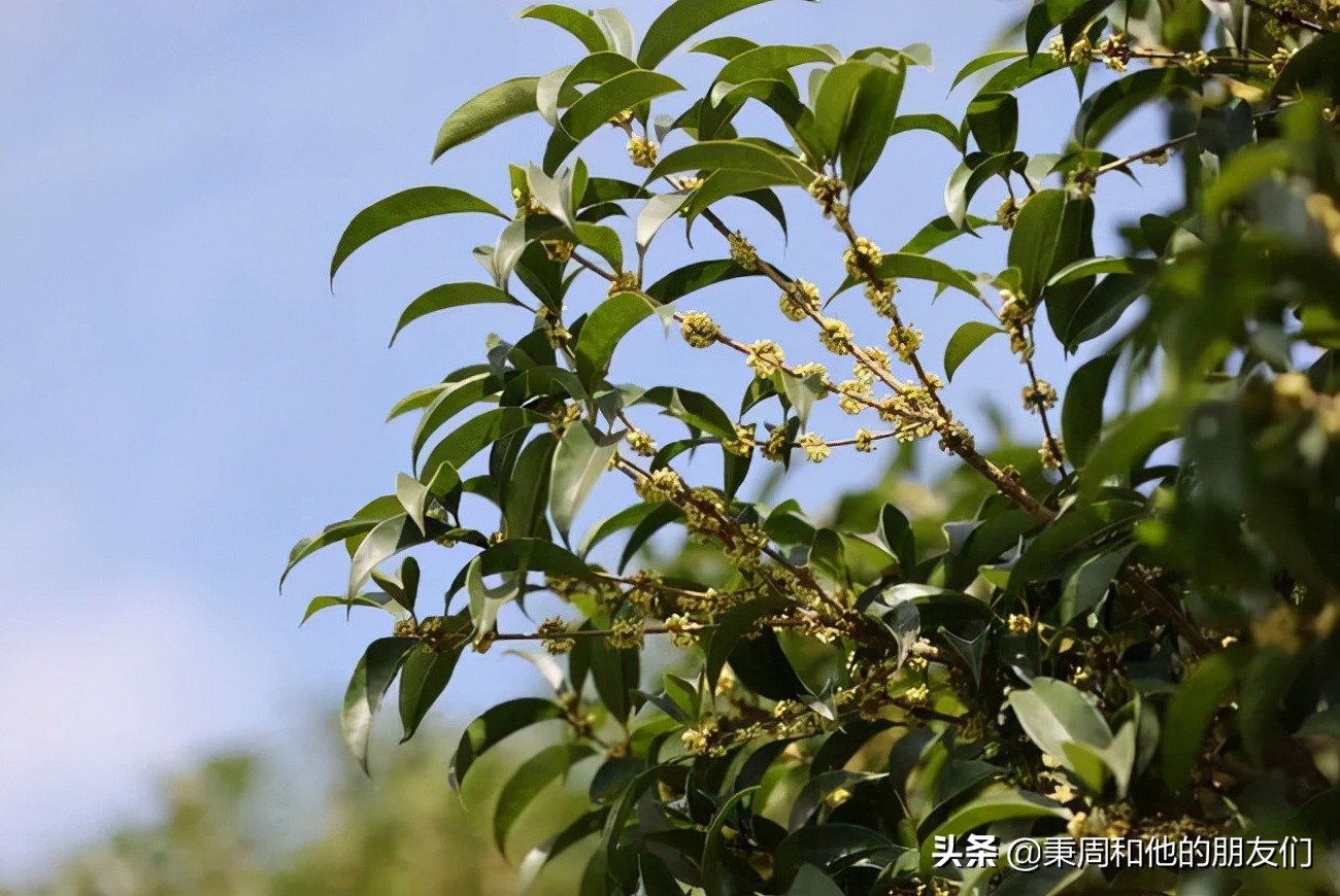 秉周和他的朋友们：八月花令同题诗歌