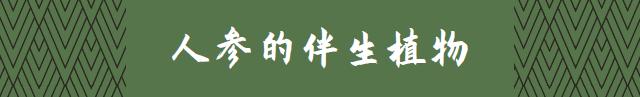 本草图谱人参,历代本草对人参的论述